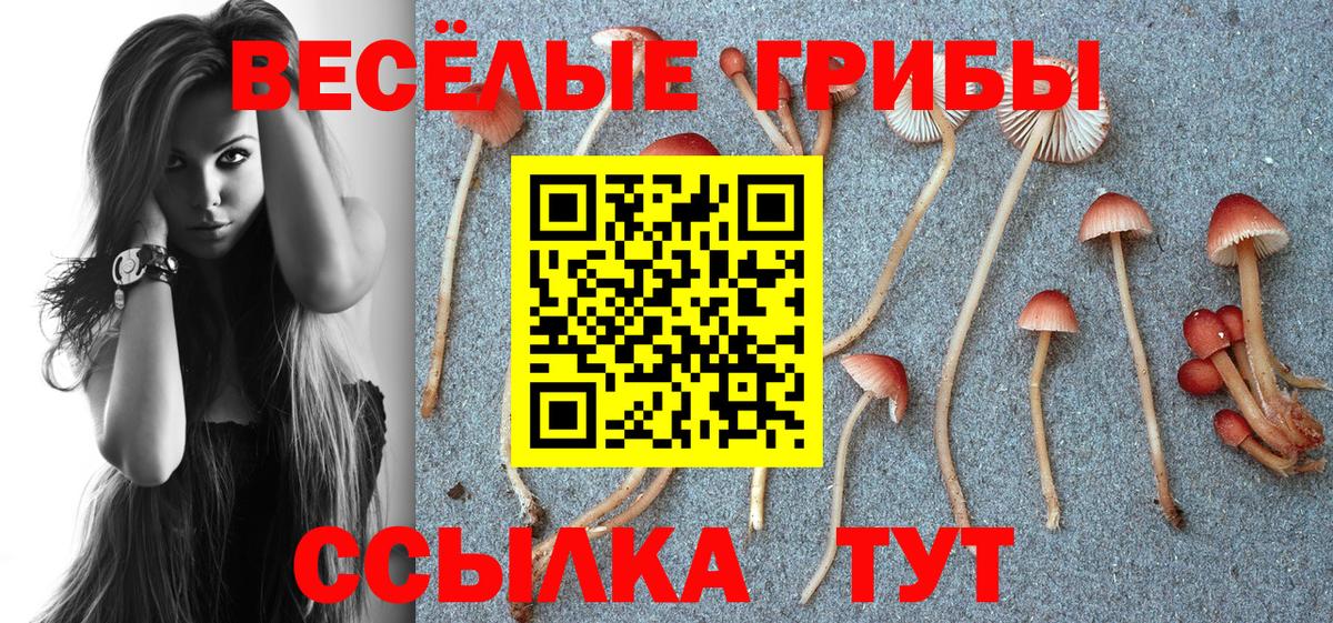 купить закладку  Вход с VPN  Курган  Псилоцибиновые грибы мицелий  Псилоцибиновые грибы мицелий 